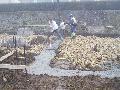 gal/AkadienHomes/Le_debut_des_travaux/_thb_100_3872.JPG