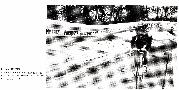 gal/Archives/Le_VC_Hettange_sur_la_Piste_Annees_90/_thb_Scan10020_-_Copie.JPG