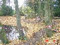 gal/Cyclo_Cross_2008/Cyclo_Cross_16_novembre_2008/_thb_DSC05370.JPG